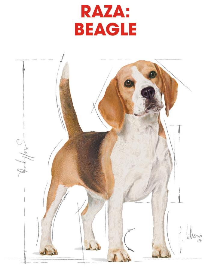 Miscota Royal Canin Beagle Adult Saldi