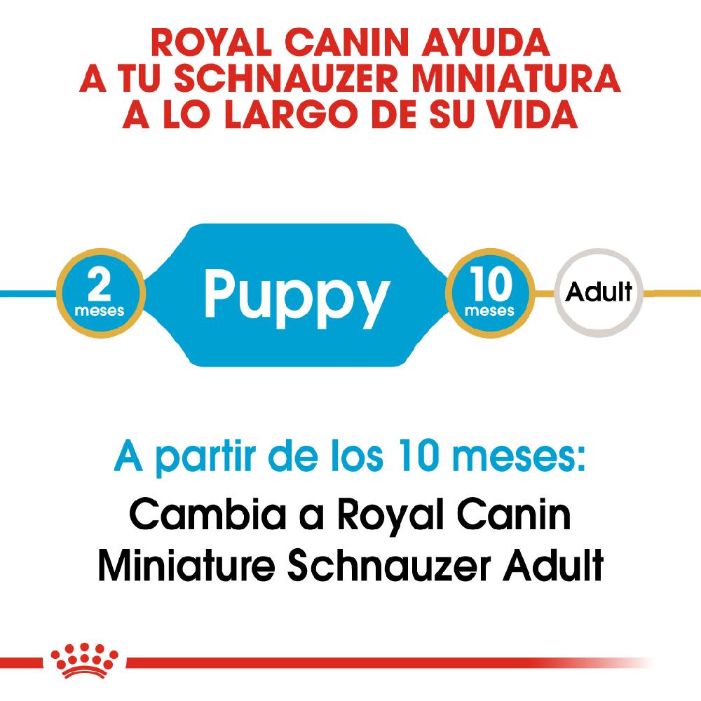 Miscota Royal Canin Cibo Secco per Cani Miniature Schnauzer Junior Moda