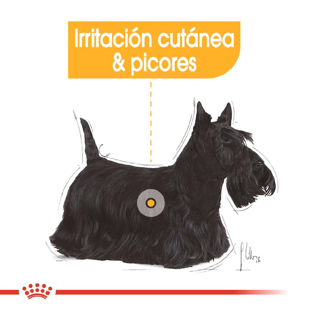Miscota Royal Canin Mini Dermacomfort Adult Small Dog Food pelle sensibile Solo un giorno rimasto