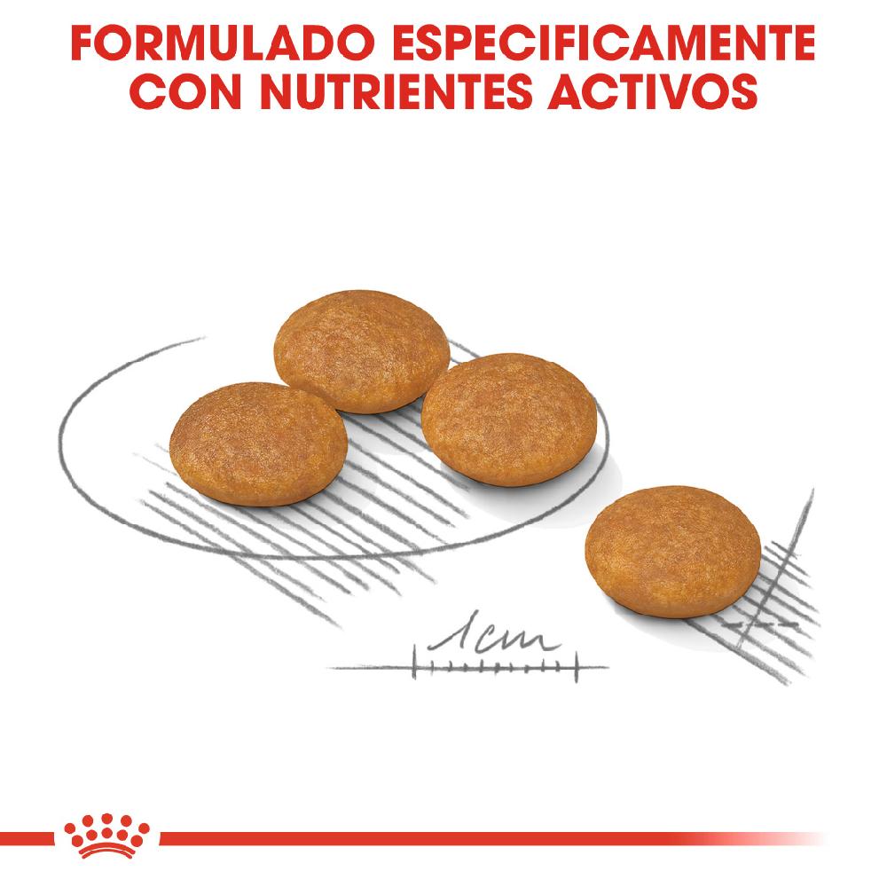Miscota Royal Canin Mini Dermacomfort Adult Small Dog Food pelle sensibile Solo un giorno rimasto
