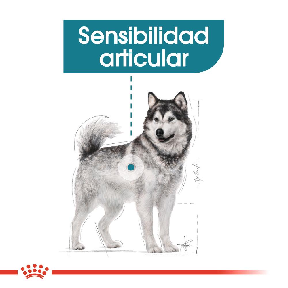 Miscota Royal Canin Maxi Joint Care Large Adult Food con sensibilità alle articolazioni 50% di sconto con spedizione gratuita