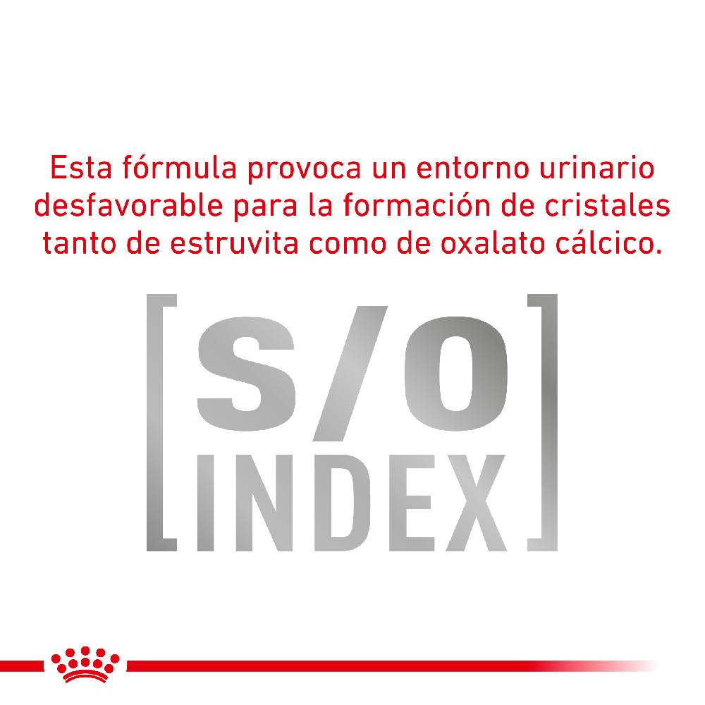 Miscota Pacco 12 Royal Canin Cibo Umido per Cani Diabetic Special Low Carbohydrat Esporta salva