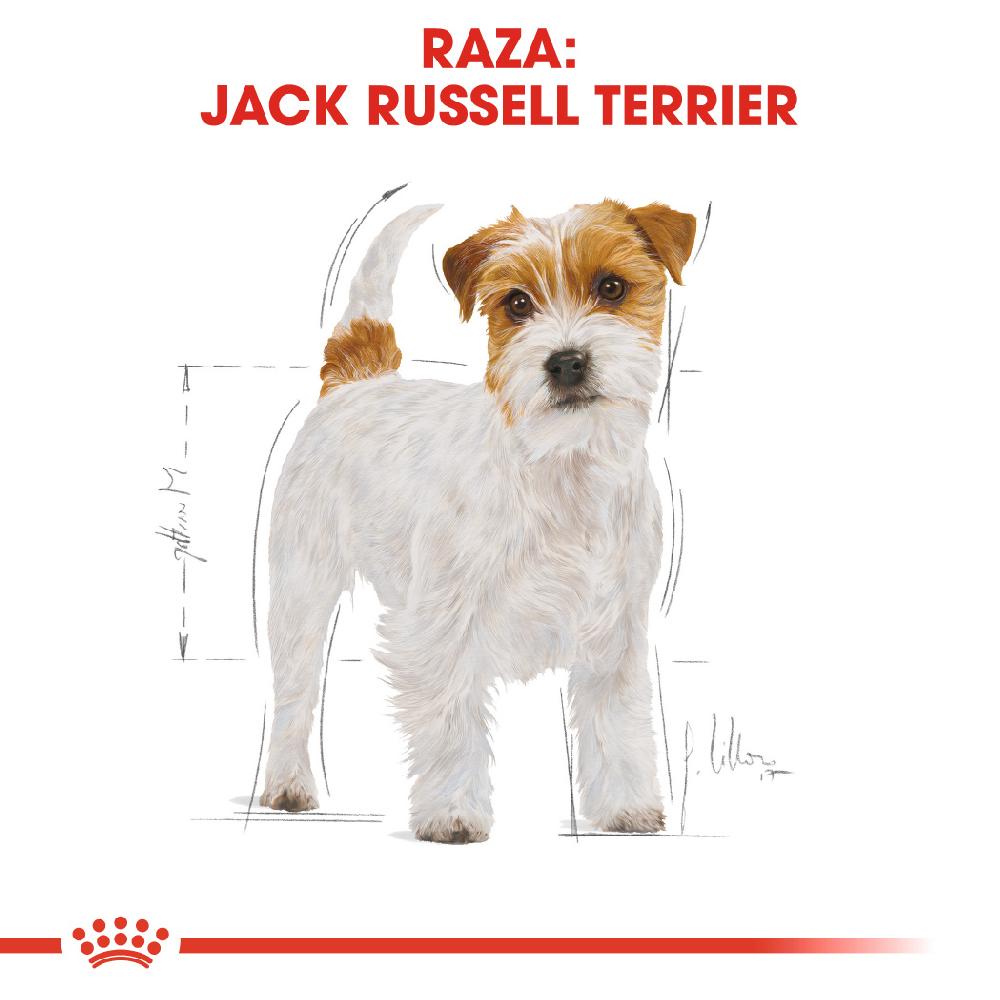 Miscota Royal Canin Cibo Secco per Cani Jack Russell Adult Promozione