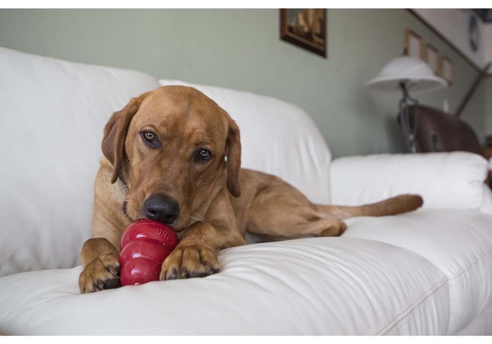 Miscota KONG Stuff'n Liver Snacks per Cani Pezzi Unici
