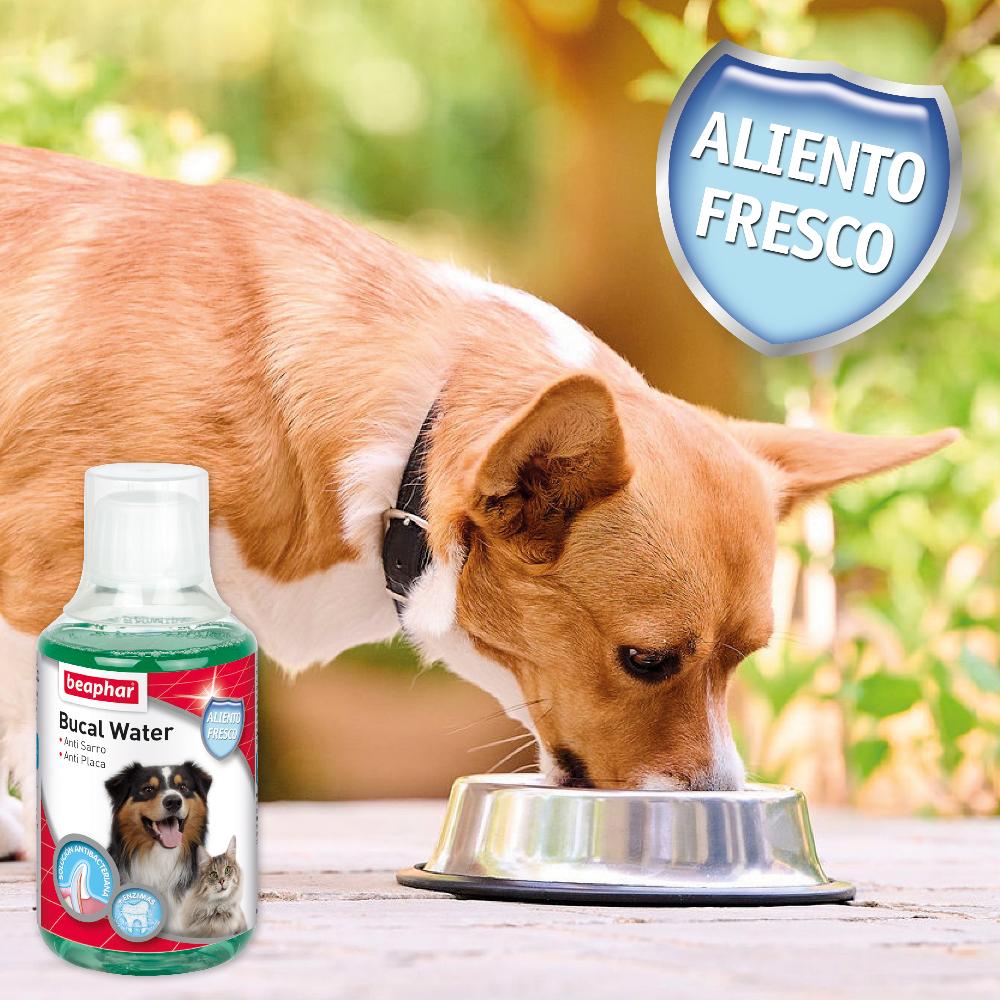 Miscota Beaphar Collutorio Bucal Water per Cani e Gatti Soddisfazione Garantita
