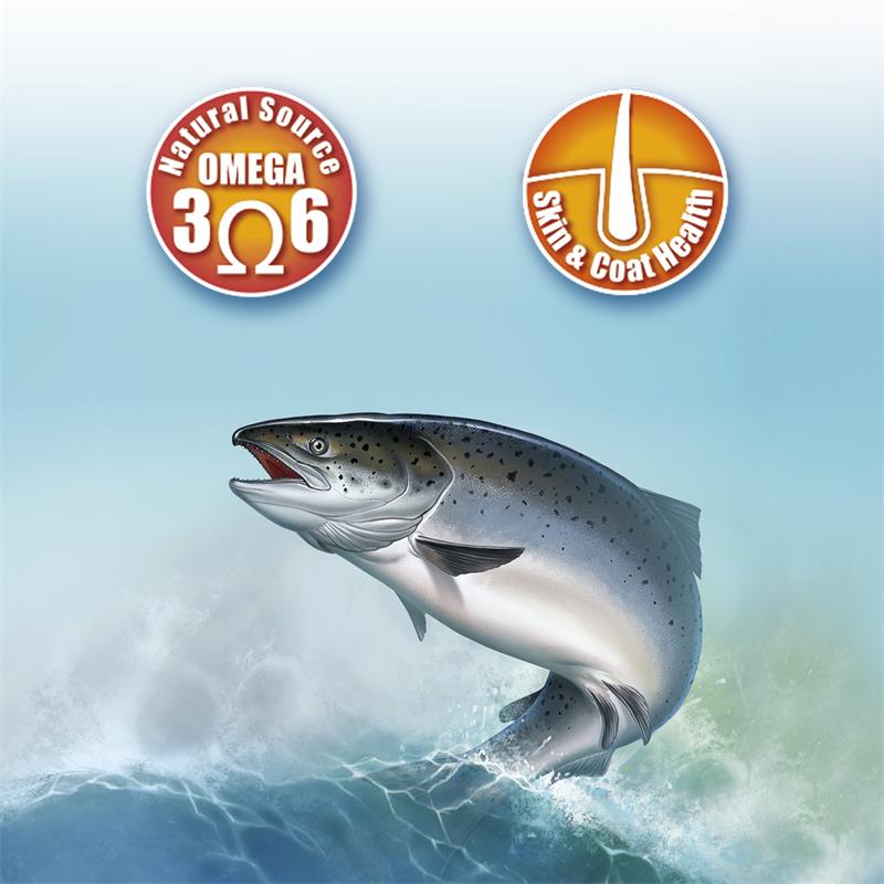 Miscota Arquivet Olio di salmone scozzese per cani e gatti 50% di sconto per tempo limitato