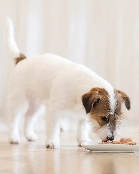 Miscota Schesir Multipack X4 Cibo Umido per Cani di Pollo con Agnello Offerta