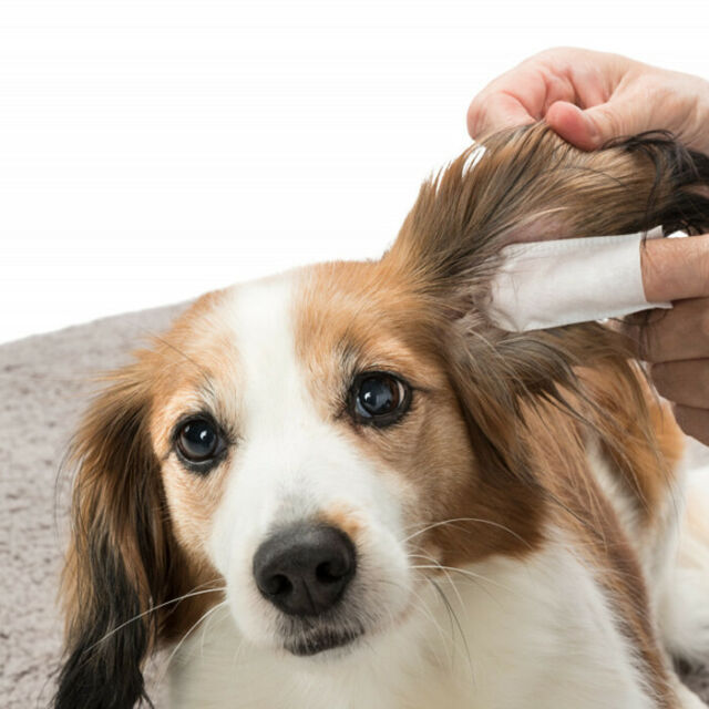 Miscota Trixie Detergente Per Le Orecchie Ear Care Liquidazione