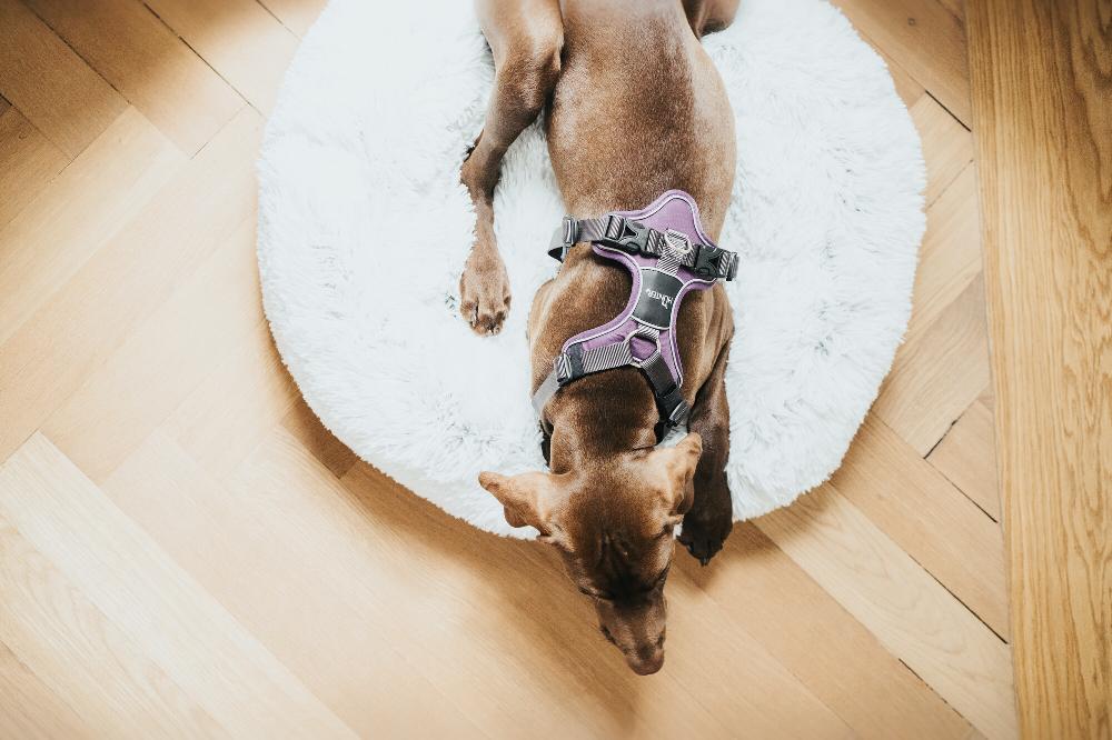 Miscota Hunter Divo Lila Harness Cyber Monday