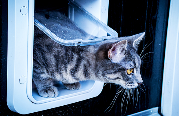 Miscota Sure Petcare SureFlap Porta con Microchip Connect Italy