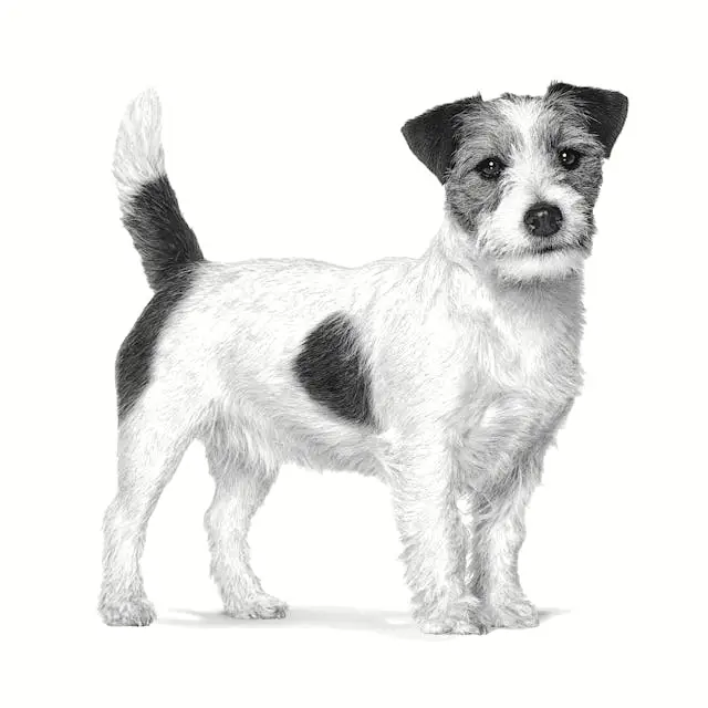 Miscota Royal Canin Alimento gastrointestinale a basso contenuto di grassi per cani di piccola taglia Bestseller