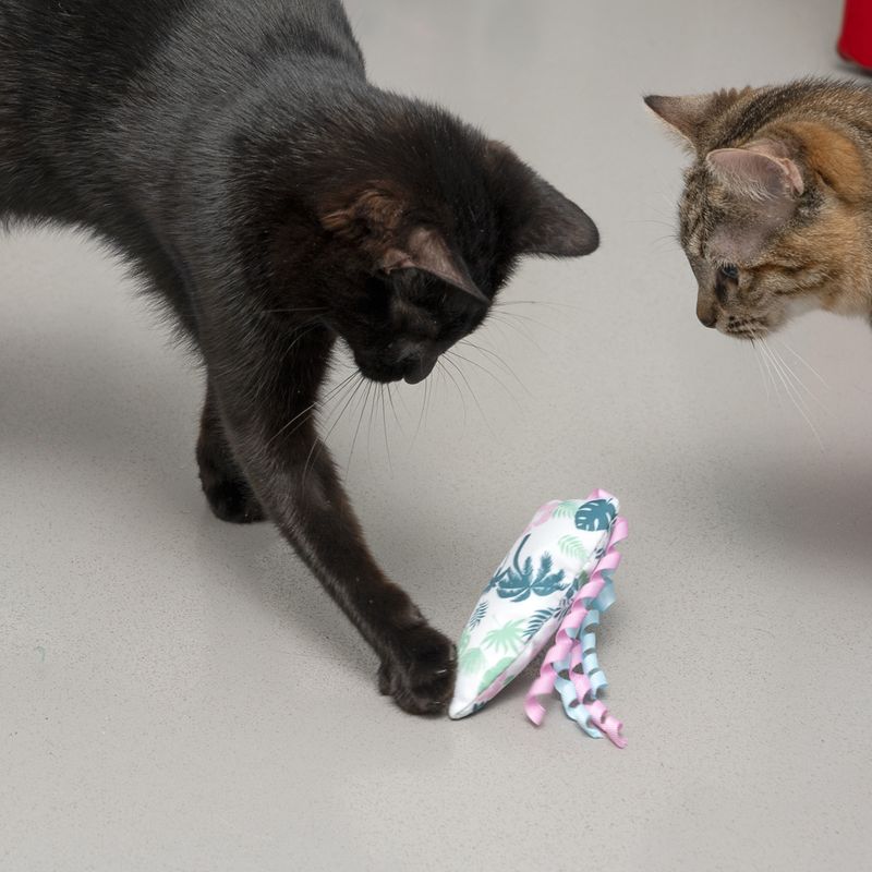 Bitiba Gioco per gatti TIAKI Tavola da surf con catnip Grandi sconti