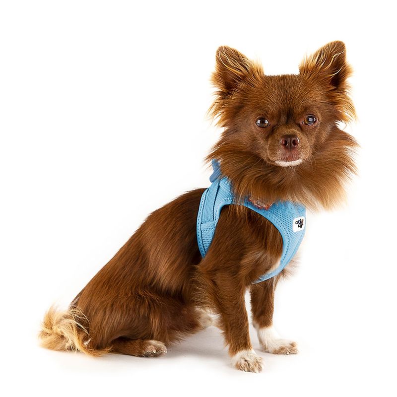 Bitiba Pettorina curli Vest Clasp Air-Mesh - celeste Online
