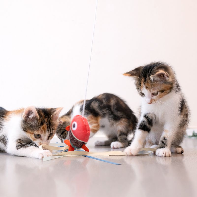 Bitiba Cannetta gioco per gatti TIAKI con anello I Più Venduti