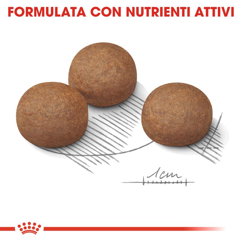 Bitiba Royal Canin Maxi Digestive Care Crocchette per cane 2025