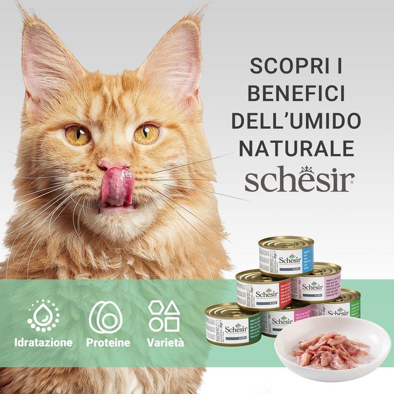 Bitiba Schesir in Gelatina 6 x 85 g Italia