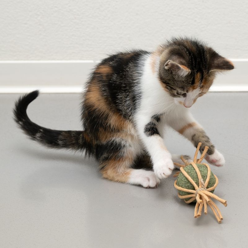 Bitiba Modern Living Catnip Candy Samarcanda Vendite Flash