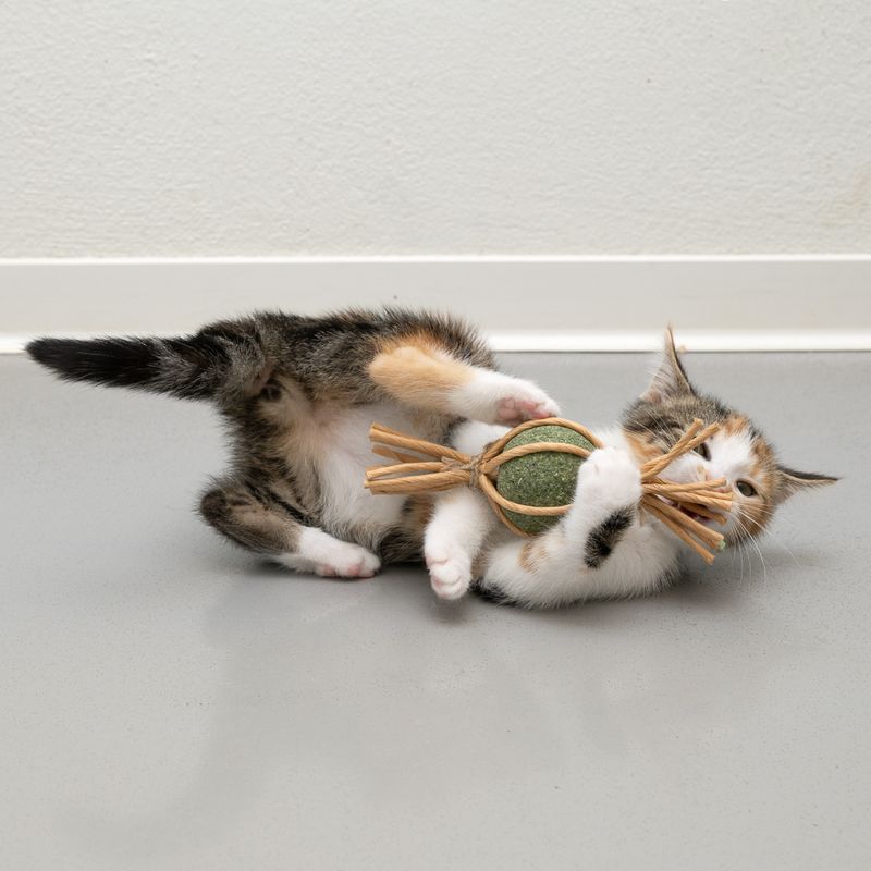 Bitiba Modern Living Catnip Candy Samarcanda Vendite Flash