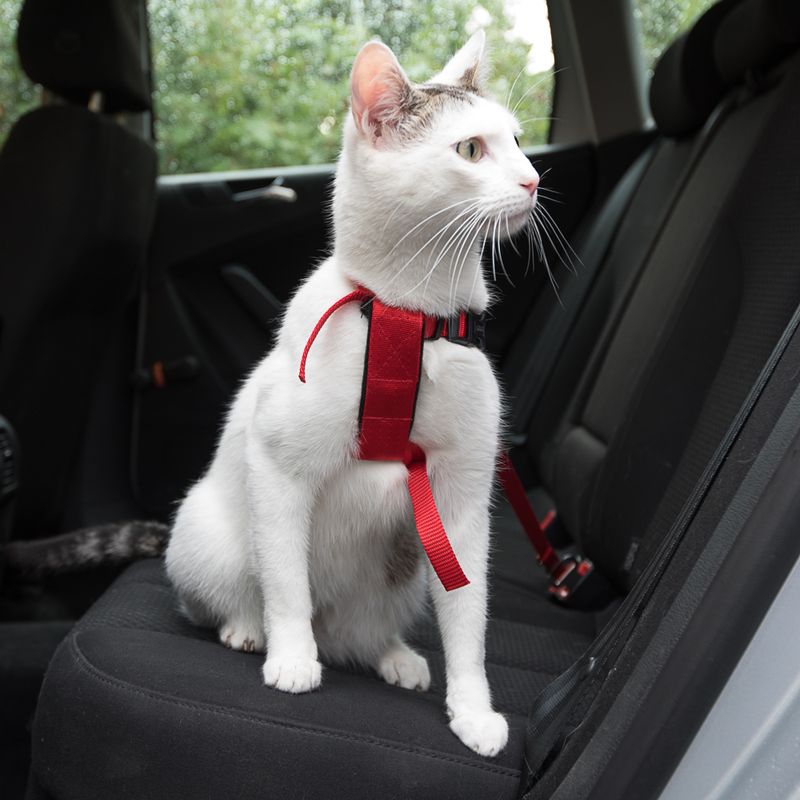 Bitiba Pettorina da automobile per gatti Trixie Negozi Online