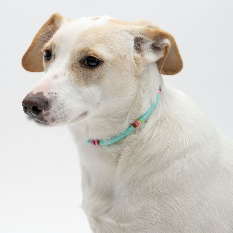 Bitiba Collana per cani TIAKI Saldi