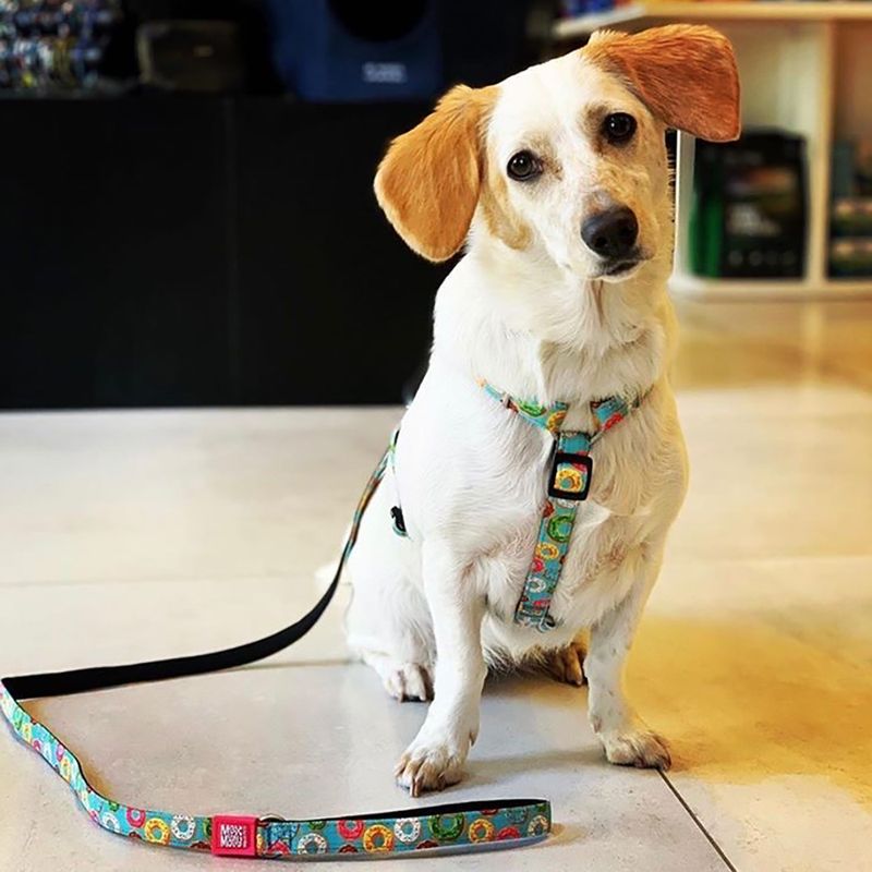 Bitiba Ciambelle di Max & Molly H-Harness Offerta temporanea