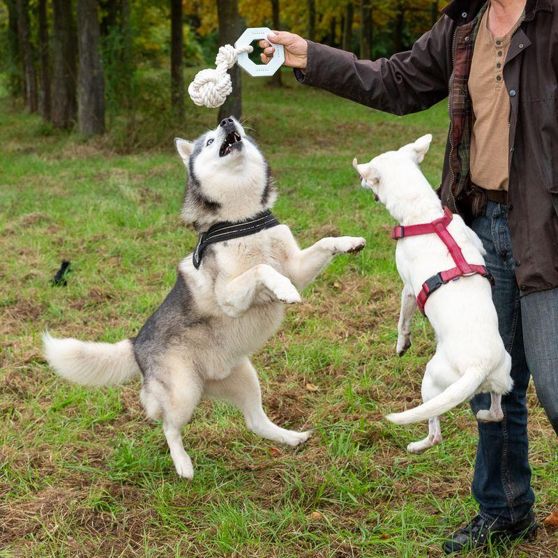 Bitiba Gioco per cani Modern Living Vigo Nuovi prodotti
