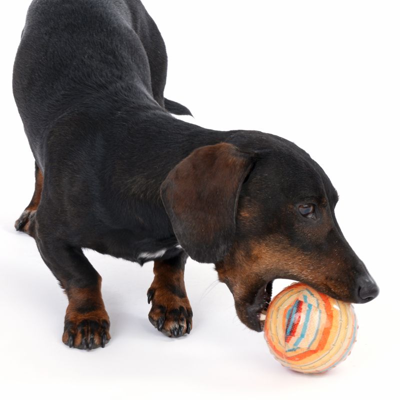 Bitiba Gioco per cani TIAKI Palla in TPR Fantasy Offerte