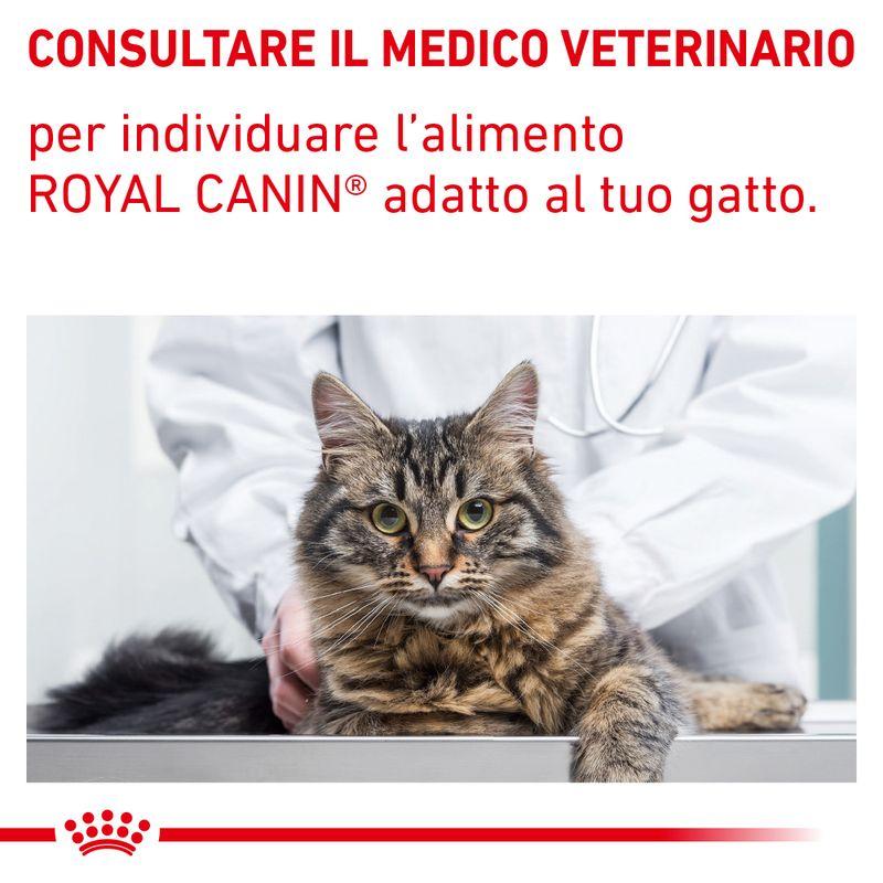Bitiba Royal Canin Renal Feline Veterinary Alimento umido per gatti Smaltimento dello stoccaggio