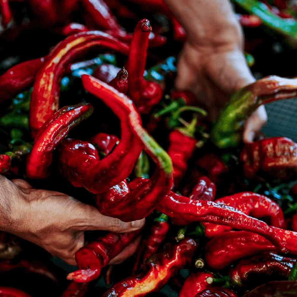 Sbam Design Fòrte – Peperoncino in olio extra vergine di oliva Presa