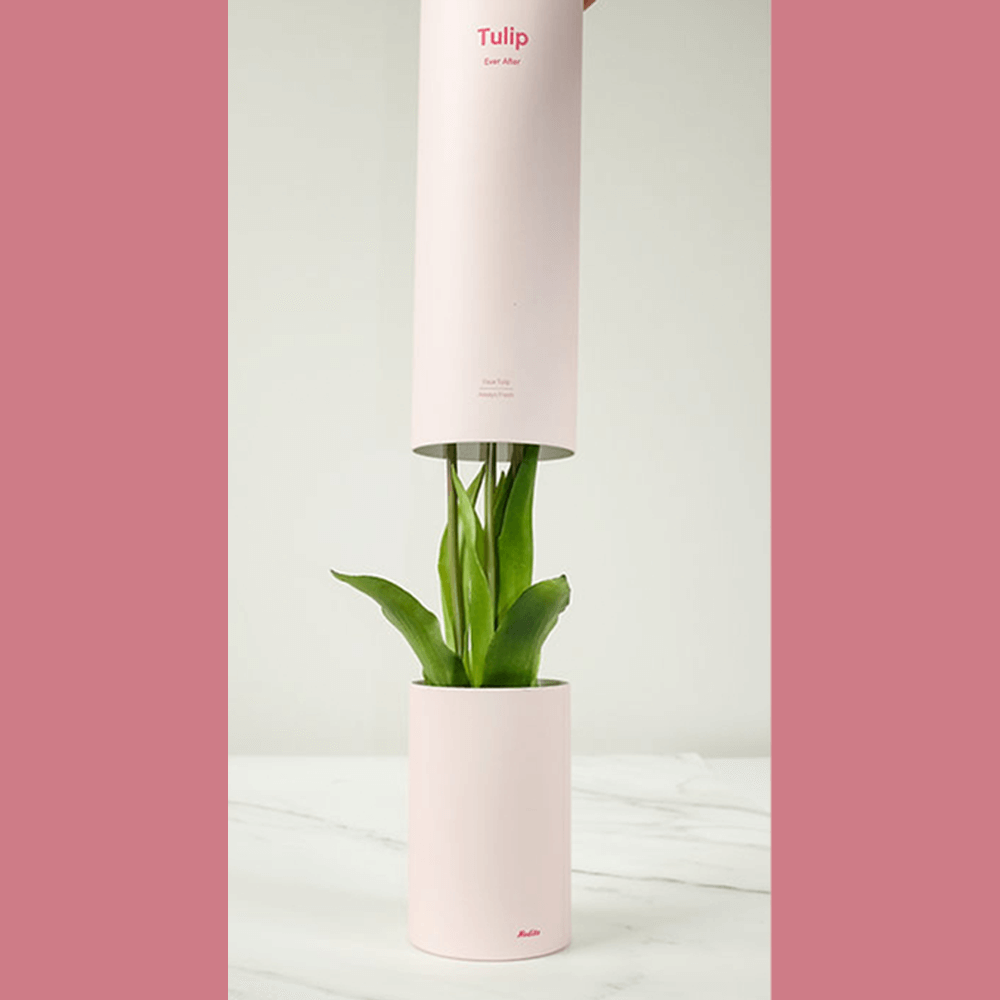 Sbam Design Tulip – profumatore per ambiente Hotsell