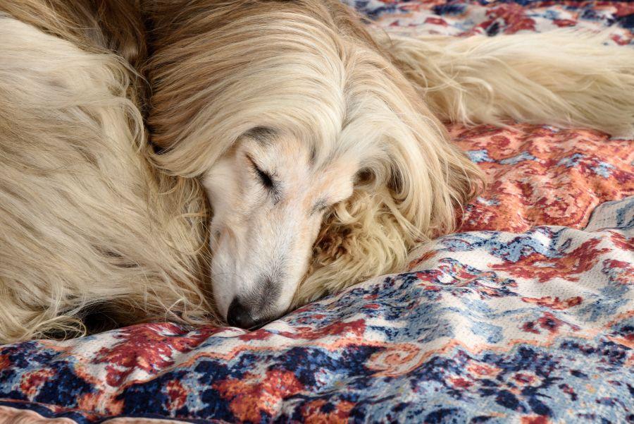 Seletti Kennel carpet PETS (R)EVOLUTION Medium In Linea